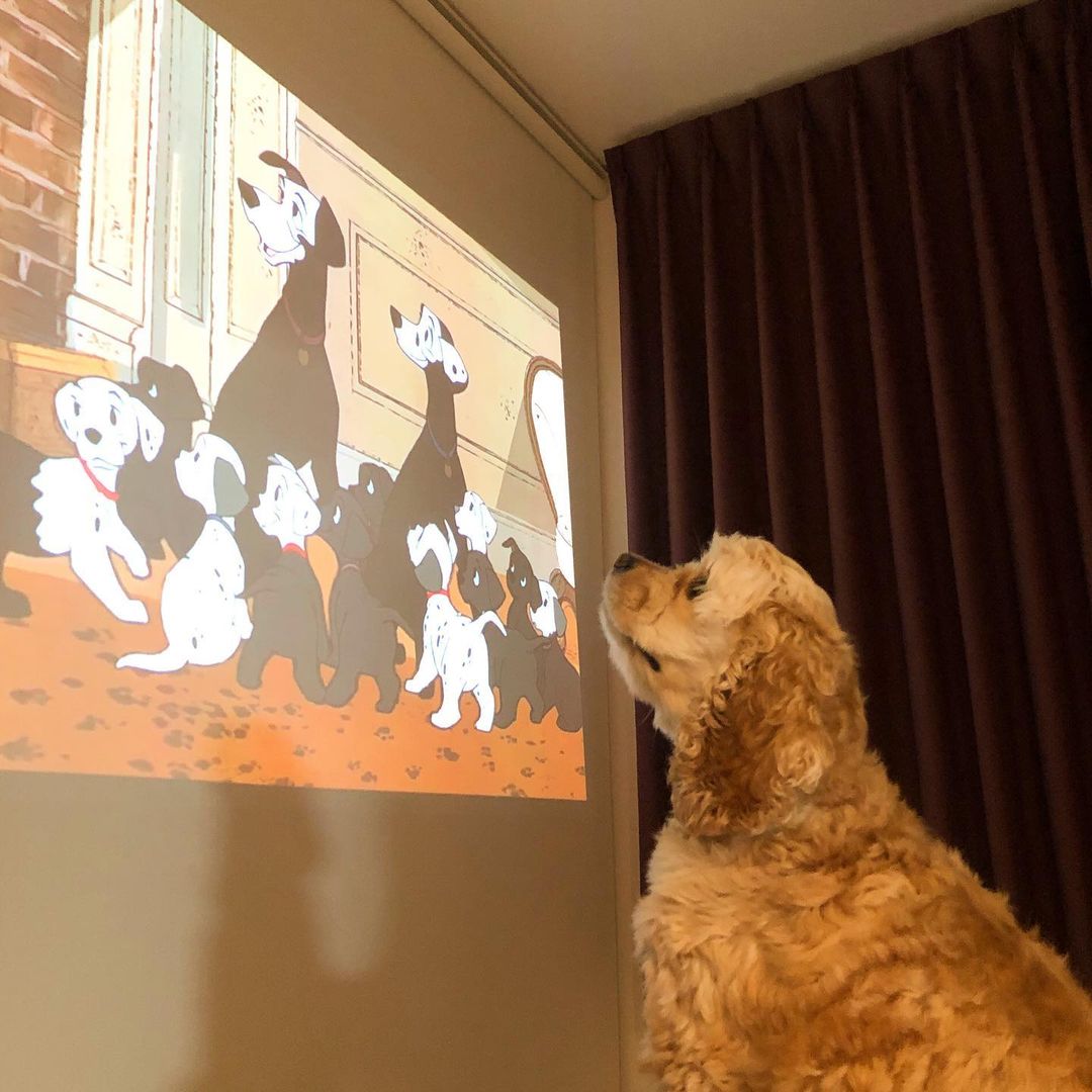 Factors That Affect the Image Quality of a Smart Projector 